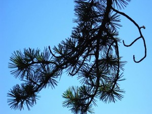 Acadia branch and sky