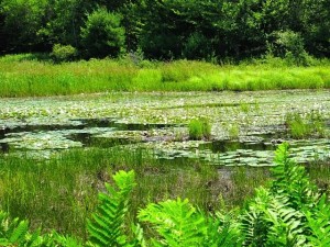 Acadia green marsh