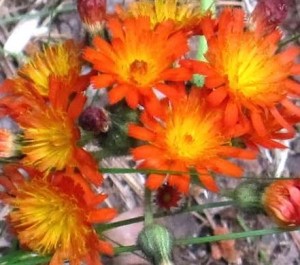 Acadia orange flower cropped