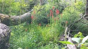 Katy's photo cardinal flowers ed