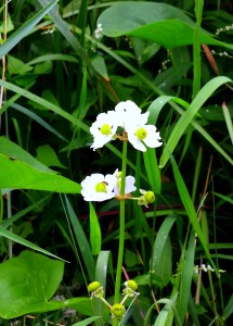 Katy's white flower enhanced