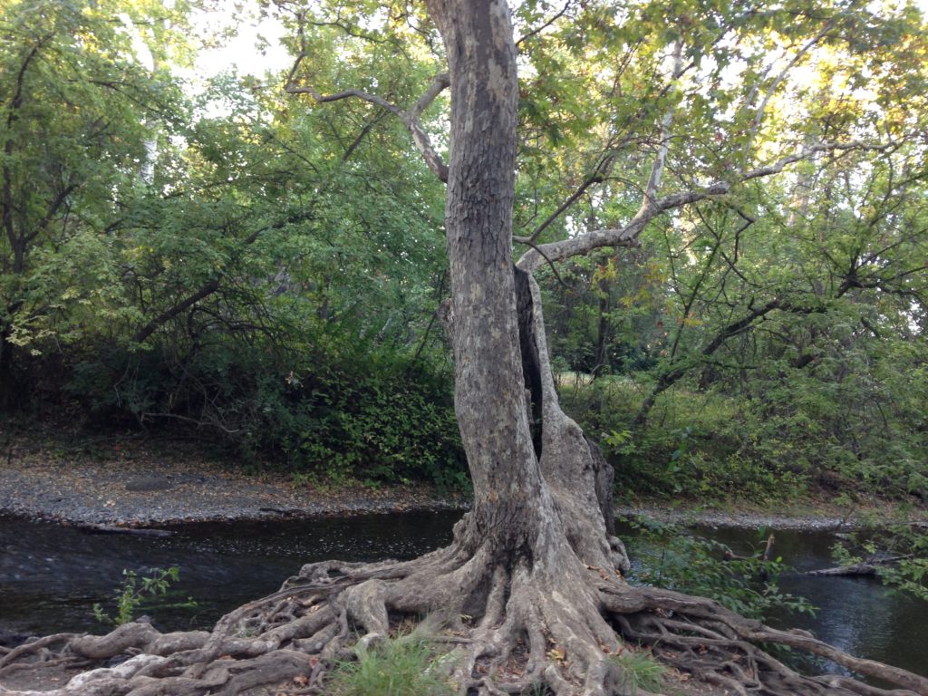 Tree on the banks of Big Chico Creek, California, Julie Danan