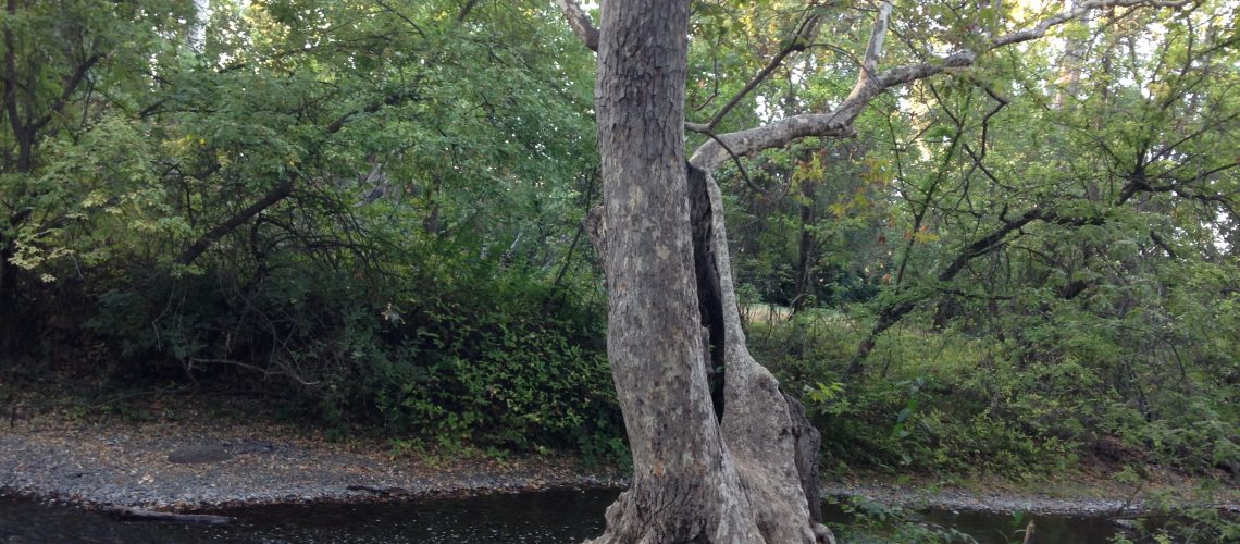 Tree on the banks of Big Chico Creek, California, Julie Danan