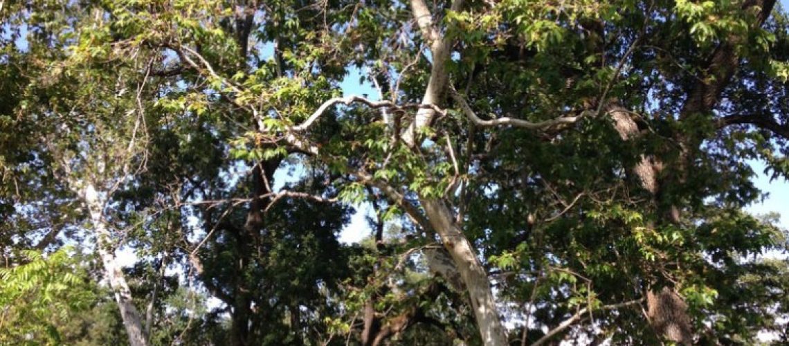 Tall Trees in Bidwell Park, Chico, California